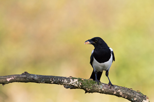 Bird - Magpie Pica pica sitting on the branch winter time, wildlife Poland Europe