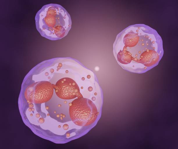 istock Isolated white blood cells or Neutrophils type 1478370055