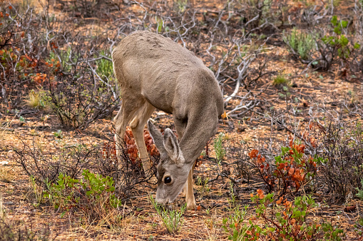 Young mule deer in the forest. Taken in Bryce Canyon National Park, Utah, United States.