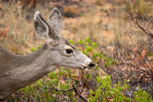 Young mule deer in the forest. Taken in Bryce Canyon National Park, Utah, United States.