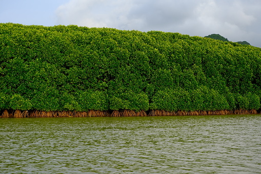 Scenery of mangrove forest in swamp area