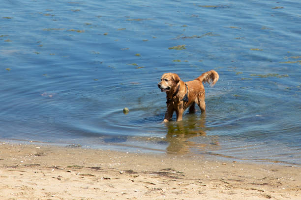 cão se divertindo na costa da praia de água do lago brincando com a bola - weimaraner dog animal domestic animals - fotografias e filmes do acervo