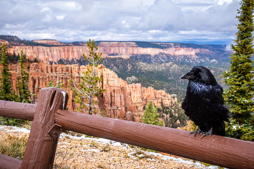 Raven at Bryce Canyon National Park in Ponderosa Canyon viewpoint. Utah, USA