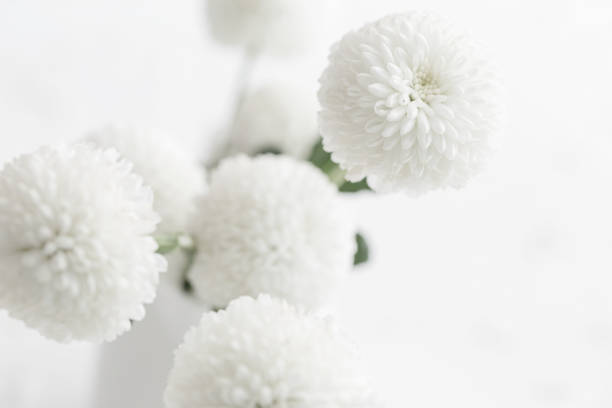 white chrysanthemums on white background close up