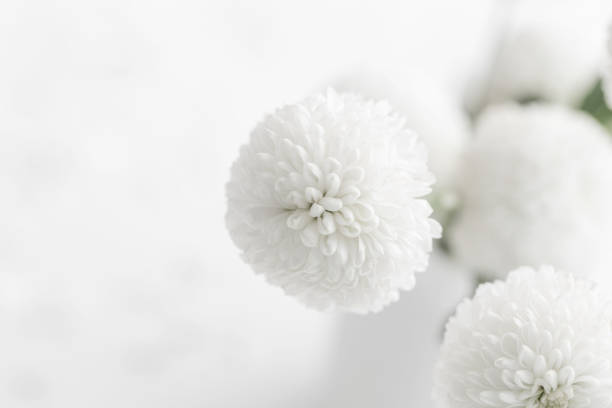 istock white chrysanthemums on white background close up 1478372405
