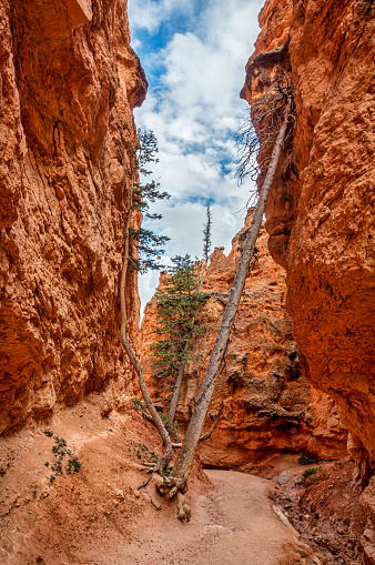 view of the Navajo Loop Trail, Bryce Canyon, Utah, USA