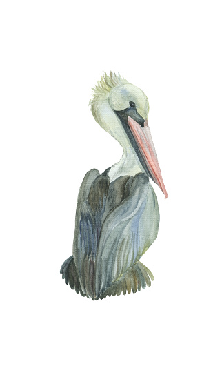 Hand drawn watercolor pelican. Pelican realistic drawing. Pelecanus rufescens. Vintage style illustration. White background