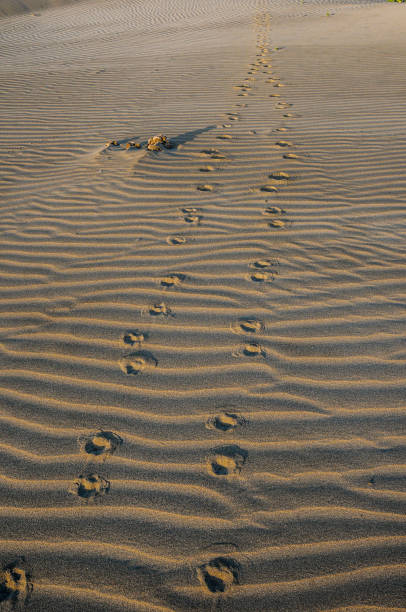 Paw prints of a small mammal stretching across the sand - Ovary Lagoon National Park