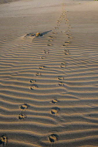 Paw prints of a small mammal stretching across the sand - Ovary Lagoon National Park
