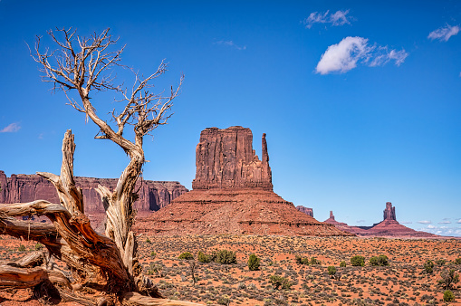 Dry trunk in front of West Mitten Butte at Monument Valley tribal park. Arizona. USA
