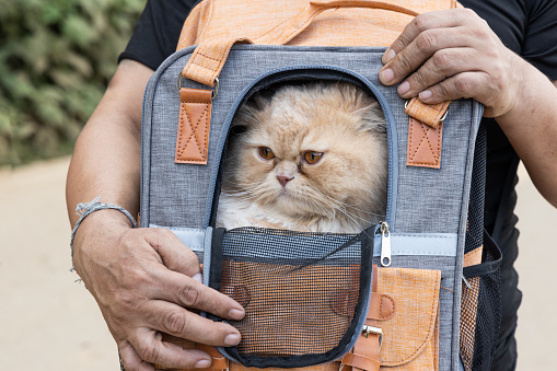 Person carry a cat inside a carrier bag whilst travelling for convenince and safety