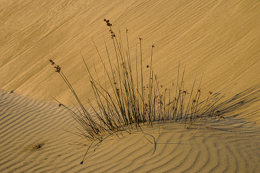 Sand plant growing in dune - Ovary Lagoon National Park