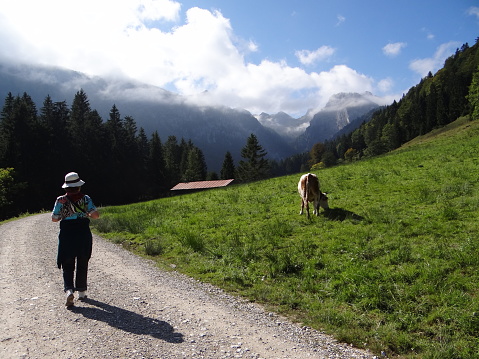 On the sunny way through the Längental, a women walks in the direction of the Benediktenwand past a grazing cow.