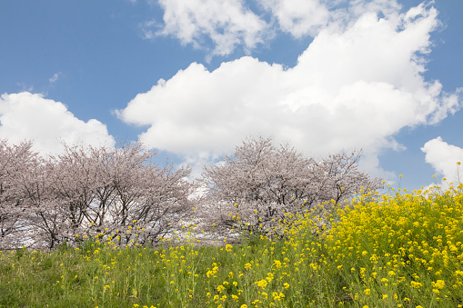 Background material with blooming spring flowers