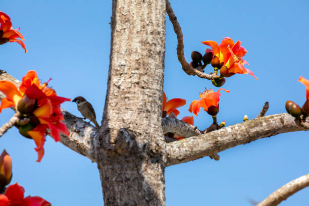 In the spring kapok season, the kapok is in full bloom and the birds are coming