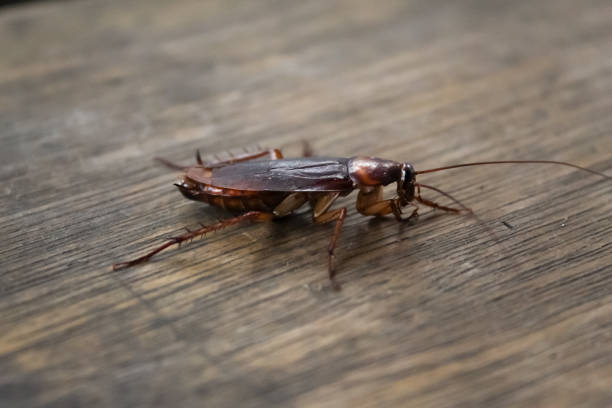 istock a cockroach over a wooden background 1478382333