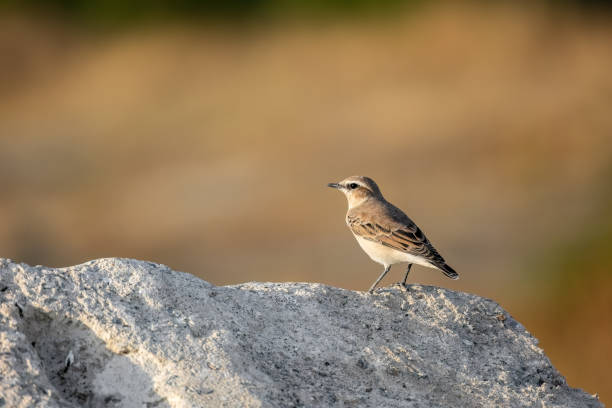 istock Northern wheatear or Oenanthe Oenanthe spring small bird migration sitting on the rock soft background 1478382632