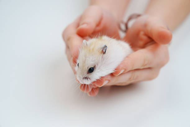 istock a small white with a red hamster in children's hands. 1478383112