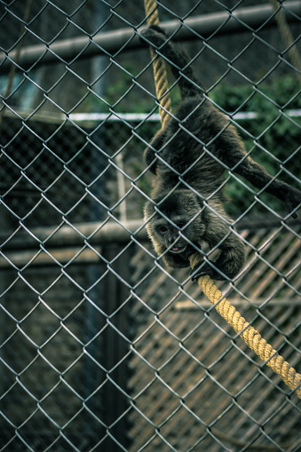 Chimpanzee monkey in a zoo cage going down  on a rope
