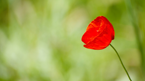 Red poppy flower close up.