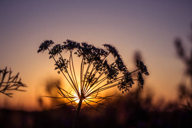 A wld plant silhouette on a field at sunset