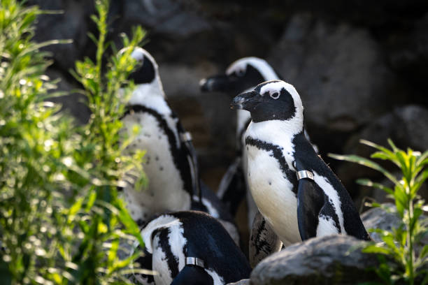 istock Flock of African penguins in the wilderness 1478388363
