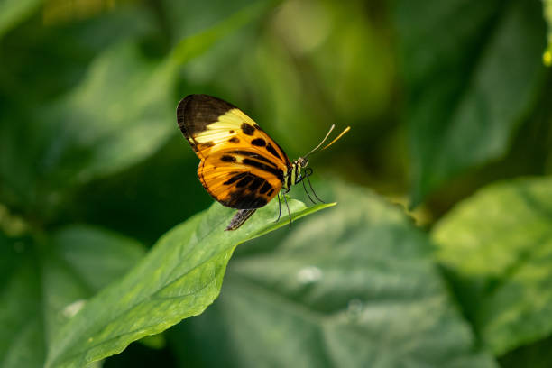 istock Closeup of a butterfly on a green leaf 1478388381