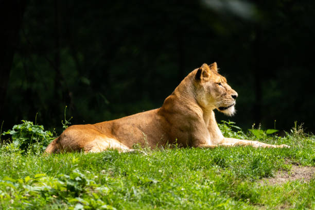 istock Beautiful shot of a lion surrounded by grass 1478388429