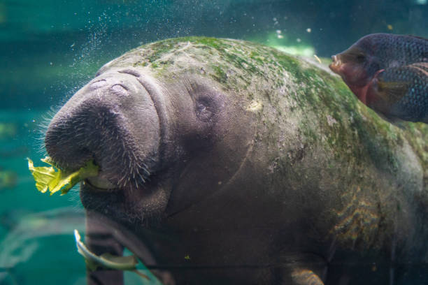 istock Closeup shot of a huge Manatee 1478388449