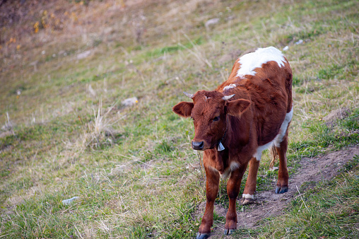 An adorable calf is walking down a grassy hillside, looking directly at the camera