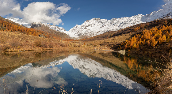 Autumn or fall landscape with orange larch tree forest reflected in lake grundsee in wallis loetschental switzerland.