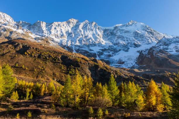 istock Autumn in loetschental larch tree forest. 1478388519