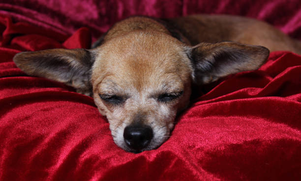 photo d’un petit chien chihuahua sur une couverture de velours rouge - chihuahua dog pets yawning photos et images de collection