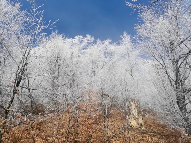 istock Trees in a forest covered by frost in winter 1478390069