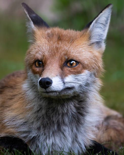 istock Closeup shot of a fox in the forest 1478390421