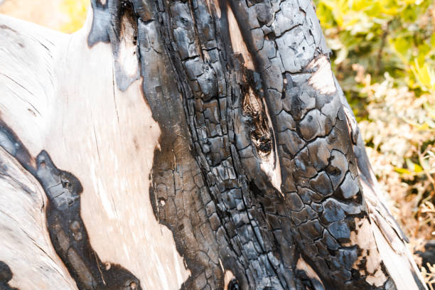 istock Closeup shot of tree bark on nature background 1478390529