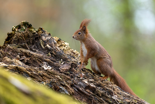 Eurasian red squirrel (Sciurus vulgaris) standing on a tree stump.