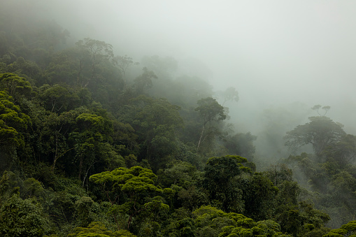 Mysterious shades of Brazilian amazon rainforest during monsoon wet season with treetops emerging out of abundant woods on a mountain slope.