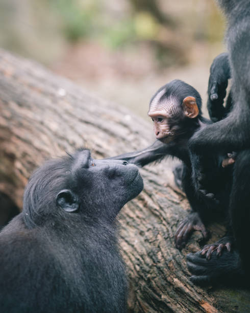istock Intimate moment of a baby monkey touching its parents head 1478393594