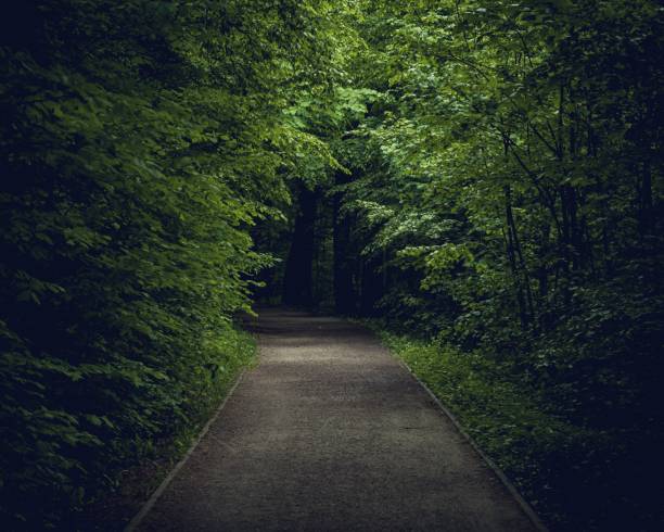 istock Closeup of a mystic forest 1478393969