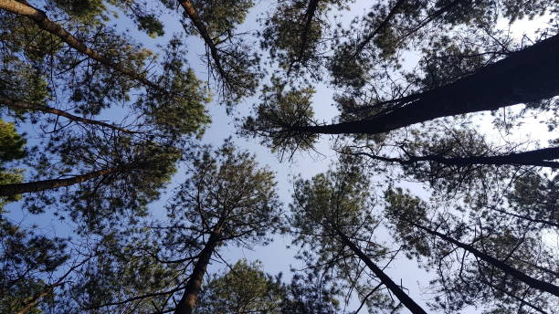 istock Pine tree forest in Bandung Indonesia 1478395358