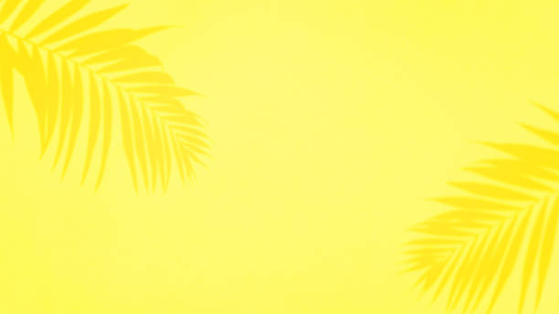 istock Yellow summer palm leaves shadow background 1478395502