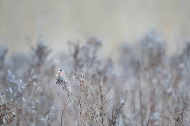 istock Common linnet bird in dense foliage on cloudy day 1478396178