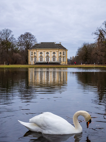 Munich, Germany – December 05, 2021: A view of Mute swan bird in the lake near Nymphenburg Palace in Munich Bavaria
