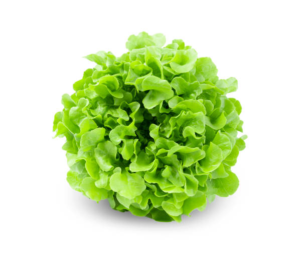 The Fresh green Lettuce salad isolated on white background
