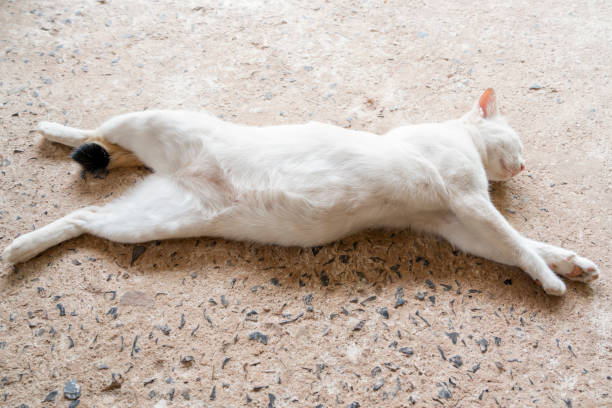 White and gray cat lounging on sunlit terrace, enjoying gentle petting. Feline basking outdoors. Relaxation and comfort in serene setting.