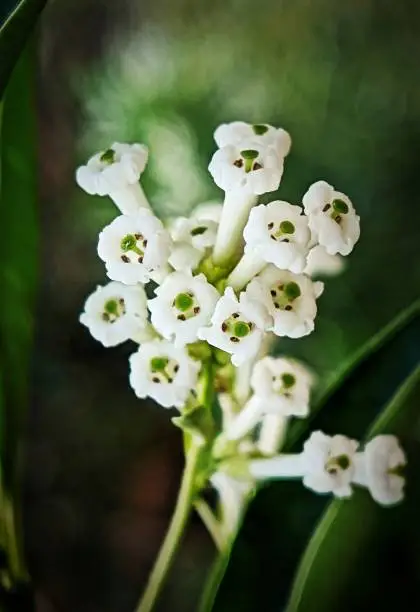 Photo of Cestrum diurnum flowers