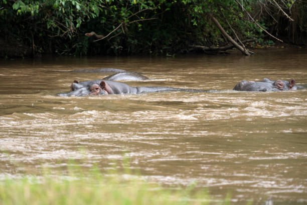 istock Closeup of a hippo under the water 1478399148
