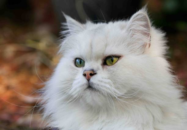 istock Portrait of a cute white fluffy cat 1478399822