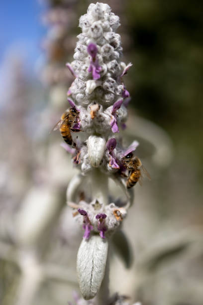 istock Vertical shot of the bees on a flower 1478400183